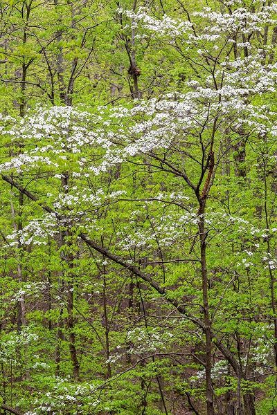Flowering Dogwood Tree in spring Stephen A Forbes State Recreation Area-Marion County-Illinois